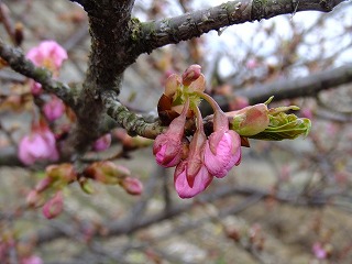 山梨県 617.jpg