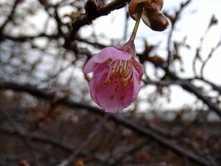 山梨県 621.jpg