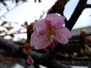 山梨県 623.jpg