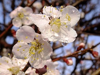 山梨県 633.jpg