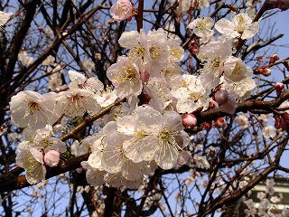 山梨県 634.jpg