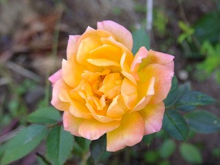 yamayama 012.jpg