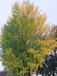 yamayama 475.jpg