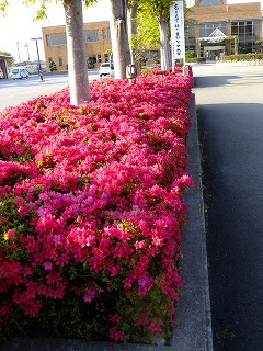 yane 068.jpg