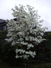 横浜 393.jpg