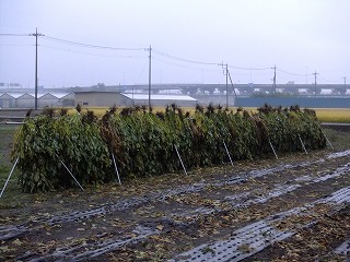 ゆま 202.jpg